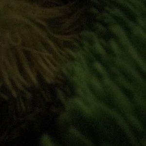 Meet your Posher, Anne